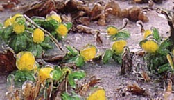 Freezing Rain