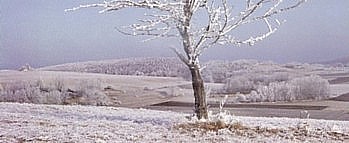 Frost