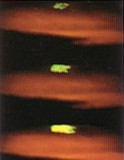 Green Flashes